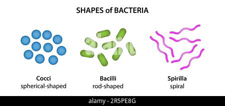 Les trois formes de base des bactéries Illustration de Vecteur