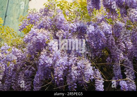 Fleurs de wisteria violettes accrochées sur la maison de près. Vue de dessous. Arrière-plan naturel Banque D'Images