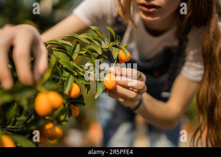 Gros plan d'une fille de gingembre ramassant de petites mandarines d'un arbre Banque D'Images