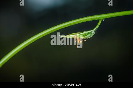 Fourmis rouge marchant sur une feuille verte avec un fond isolé, gros plan photo de l'insecte. Banque D'Images