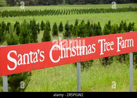 Santas christmas Tree Farm en dessous du parc national de Macquarie Pass en Nouvelle-Galles du Sud, Australie. Banque D'Images