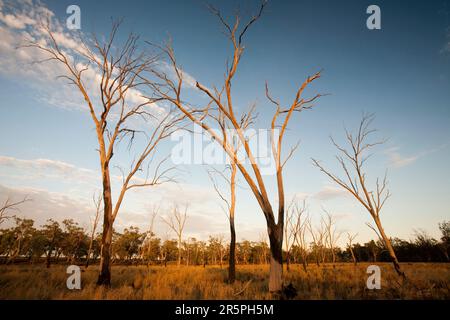 Les gommes rouges sont des arbres australiens emblématiques qui poussent le long des rives de la Murray River. Ils comptent sur un cycle régulier d'inondation pour survivre. La sécheresse sans précédent des 15 dernières années Banque D'Images