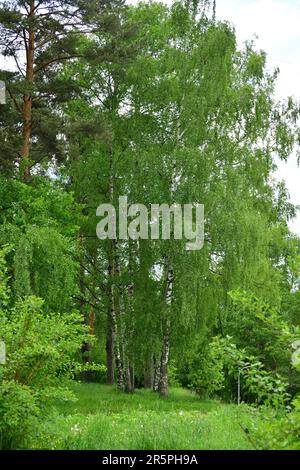 Jeunes oiseaux au début du printemps dans le parc de la ville Banque D'Images