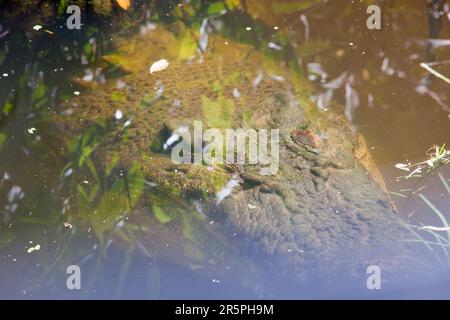 Un Crocodiles disparaissant sous l'eau à Hartleys Crocodile Farm, au nord de Cairns, dans le Queensland, en Australie. Les animaux sont élevés principalement pour leurs peaux, la viande étant une par production Banque D'Images