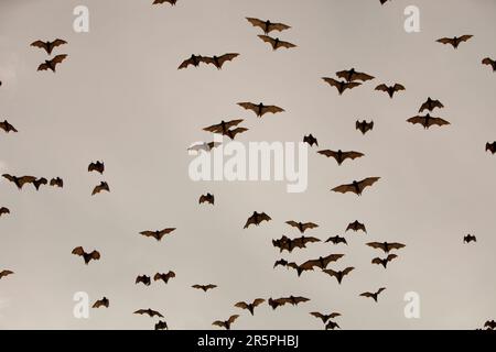 Fruits Bats ou renards volants au-dessus de Cairns dans le Queensland, en Australie. Ces mammifères se nourrissent des fruits de la forêt tropicale sont une partie essentielle de l'écosystème, aidant à propager la forêt tropicale tre Banque D'Images