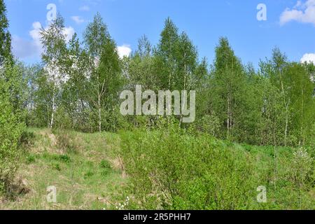 Jeunes oiseaux au début du printemps dans la forêt Banque D'Images
