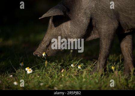 Un porc espagnol ibérique, la source du jambon ibérique connu sous le nom de pata negra, se grise dans un champ de pâquerettes. Banque D'Images