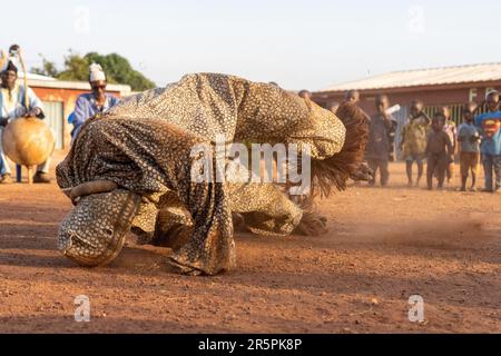 Des images PALPITANTES des Senoufo qui font l'étonnante danse Panther ont été capturées en Côte d'Ivoire. Images prises à Korhogo, Côte d'Ivoire Banque D'Images