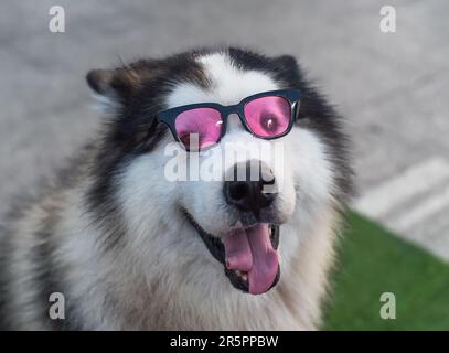 Chien Husky drôle en lunettes de soleil assis au Vietnam, Da Lat Banque D'Images