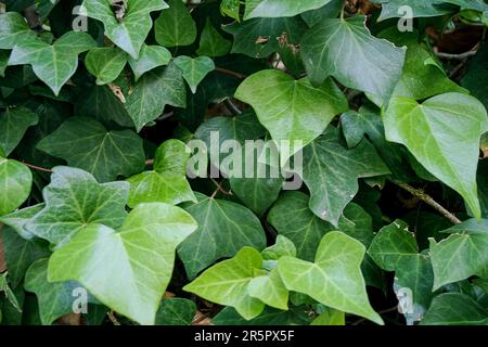 Feuilles de lierre verte en été. Gros plan sur la couleur verte. Banque D'Images