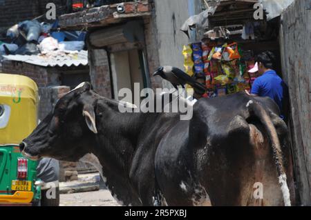 New Delhi, Delhi, Inde. 5th juin 2023. Drains poqués le jour de l'envoirment mondial. Depuis de nombreuses années South Delhi Timur Nagar, le drain de taudis pointée avec le rempli de bouteilles vides, de la maison ou de déchets canettes, des chiffons, où la résidence et les enfants qui viennent et vont doivent faire face à des problèmes. Dans le sud de Delhi le lundi, (Credit image: © Ravi Batra/ZUMA Press Wire) USAGE ÉDITORIAL SEULEMENT! Non destiné À un usage commercial ! Banque D'Images