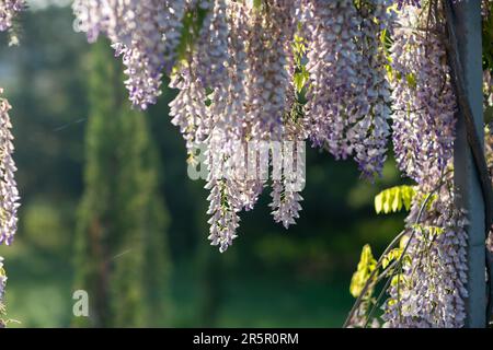 Vue rapprochée de magnifiques fleurs de wisteria pourpres suspendues d'un treillis dans un jardin. La lumière du soleil brille par le dessus à travers les branches Banque D'Images