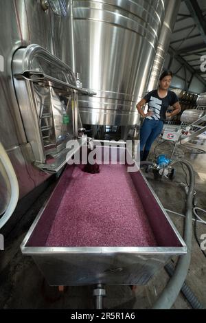 Un vinter draine le vin d'une cuve pour une pompe de circulation à la cave de vinification la Azul près de Tupungato, Mendoza, Argentine. Banque D'Images
