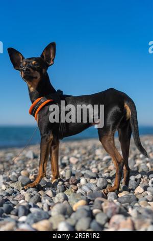 Beau chien noir et brun clair de la race russe Toy Terrier pose sur la plage, sur fond de mer, par une journée ensoleillée. Photo verticale Banque D'Images