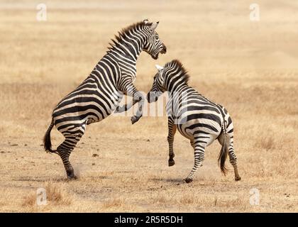 Zèbre des plaines (Equus quagga) Banque D'Images