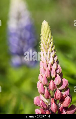 Galllery Pink Lupins - Latin: Lupinus Une frontière de 'Gallery Pink' Lupins dans les jardins de la maison de Rousham dans l'Oxfordshire. Banque D'Images