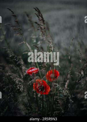 Deux fleurs rouges vives se tenant dans un champ vert luxuriant, entouré de lames d'herbe douces Banque D'Images