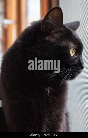 photo chat noir assis sur le balcon en gros plan Banque D'Images