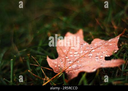 Photo macro de gouttelettes d'eau sur une feuille d'érable rouge d'automne (acer) reposant sur le sol herbacé dewy au Canada Banque D'Images