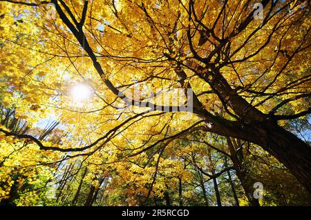 Érable Acer avec des feuilles jaunes en automne avec le soleil du soir qui se paissent à travers la voûte de l'arbre Banque D'Images