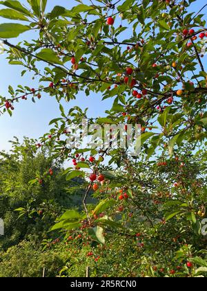 Cerises acides sur la branche. Mûrissement de la cerise noire biologique dans le verger. Amarelles en spray en été. Banque D'Images