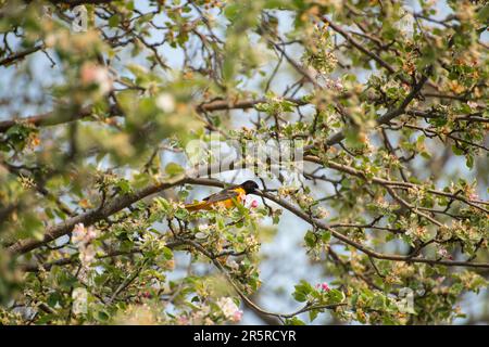 Balitmore oriole (Icterus galbula) oiseau perçant sur un pommier en fleur au printemps Banque D'Images