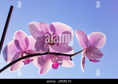 orchidée rose sur une fenêtre contre un ciel bleu Banque D'Images