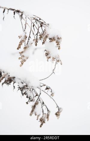 Une scène d'hiver idyllique avec un paysage enneigé avec des arbres, leurs branches couvertes d'une couverture de neige blanche Banque D'Images