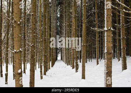 Un paysage d'hiver avec une grande étendue de terrain enneigé, parsemé d'arbres de différentes espèces de vert Banque D'Images