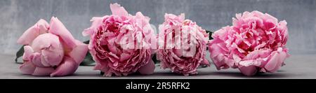 4x1 Banner for social Networks and Websites 4 gros pivoines roses gros plan sur fond gris Banque D'Images