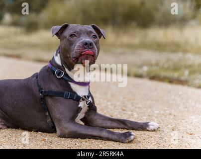 Un chien de taureau Pit terrier se détendant sur le sol avec sa langue pendante Banque D'Images