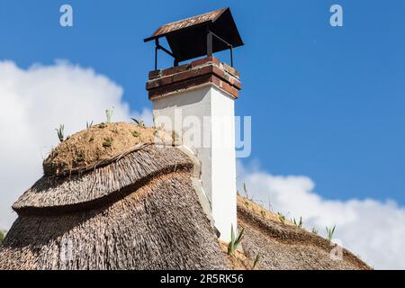 France, Eure, Trouville-la-Haule, petit village proche de Pont-Audemer, maison normande à colombages et toit de chaume, rénovation de la toiture, crête d'argile et fraîchement plantée d'iris et de houseleeks Banque D'Images