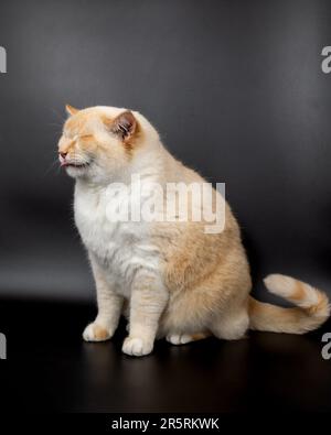 chat malade blanc rouge avec des oreilles abaissées Banque D'Images