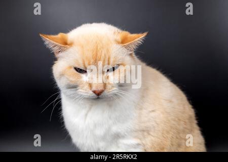 chat malade blanc rouge avec des oreilles abaissées Banque D'Images