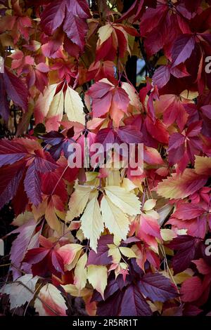 Panneaux de leurs feuilles de raisin rouge et jaune d'automne Banque D'Images