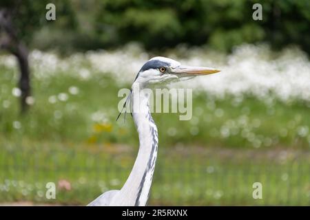 Dans le parc Heron Banque D'Images