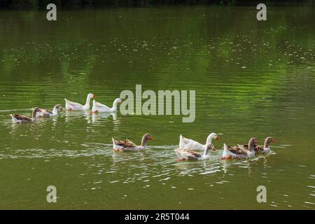 Portugal, région de l'Alentejo, Mertola, Parc naturel de Vale do Guadiana, canards sur le fleuve Guadiana Banque D'Images