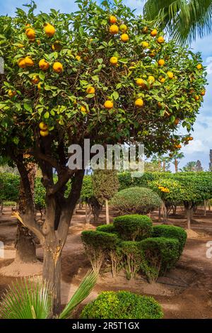 Maroc, Marrakech, ville impériale, le jardin historique Arsat Moulay Abdeslam fondé au 18e siècle devient le Cyber Park Arsat Moulay Abdeslam, un jardin éducatif et un espace culturel reliés par des réseaux Wi-Fi haut débit gratuits et des bornes interactives Banque D'Images