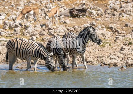 Troupeau de zèbres d'eau potable au trou d'eau d'Etosha; Equus burchell's. Parc national d'Etosha, Namibie, Afrique Banque D'Images