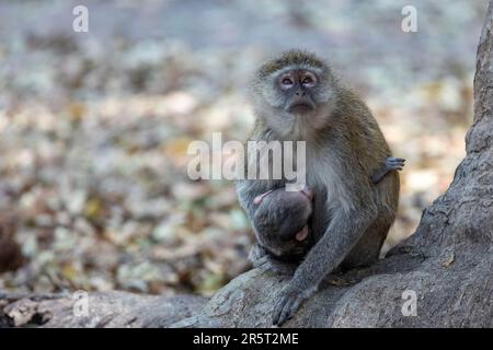 Zambie, Parc natioinal de Kafue, Monkey de Vervet (Cercopithecus aethiops), Femme et bébé Banque D'Images