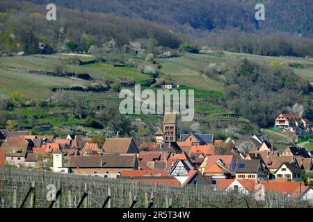 France, Haut Rhin, Gueberschwihr, village, église Saint Pantaléon, vignoble Banque D'Images