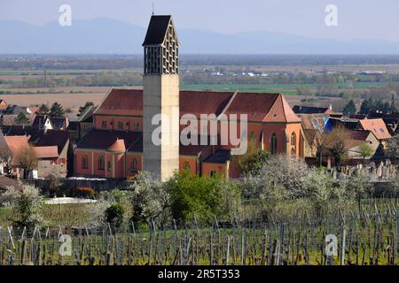 France, Haut Rhin, Pfaffenheim, village, église Saint Martin, vignoble Banque D'Images