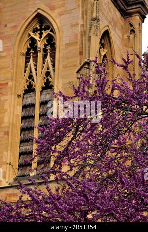 France, Haut Rhin, Colmar, place de la Cathédrale, cour Waldner Stephan, collégiale Saint Martin datée du 13e siècle, tour sud, Cercis siliquastrum planté en 1791 Banque D'Images