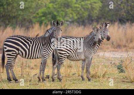 Zambie, Parc natioinal de Luangwa Sud, zébra de Crawshay (Equus quagga crawshayi), sous-espèce du zèbre des plaines Banque D'Images