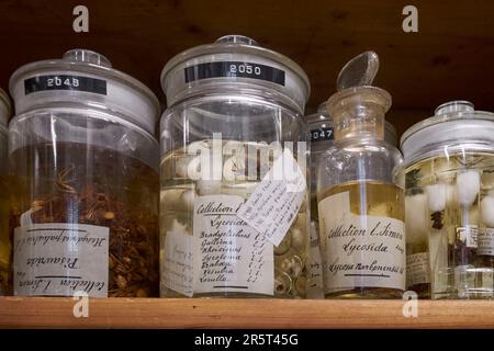 France, Paris, Muséum national d'histoire naturelle, Laboratoire d'Arachnologie, araignées de la famille des Lycosidae conservées dans l'alcool, collection d'Eugène Simon (1848-1924), Narbonne lycosa (Lycosa tarantula) figure sur la liste rouge des espèces menacées en France Banque D'Images