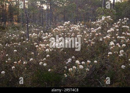 Fleurs blanches de petit buisson dans la tourbière, floraison Marsh Labrador thé buisson dans la lumière du matin Banque D'Images