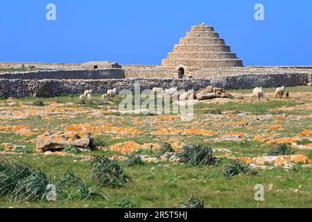 Espagne, Iles Baléares, Minorque, route vers le phare de Punta Nati, cabane en pierre sèche (Barraca) pour abriter le bétail (moutons) Banque D'Images