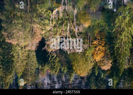 France, Doubs, Villers le Lac, saut du Doubs, extrémité du lac de Chaillexon ou lac des Brenets à la frontière avec la Suisse (canton de Neuchâtel), reflet des arbres dans le lac Banque D'Images