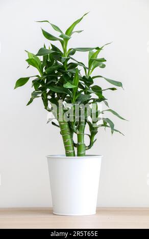 Plan vertical de bambou vert vif frais chanceux (Dracaena braunii) en pot blanc sur table en bois sur fond de mur blanc Banque D'Images