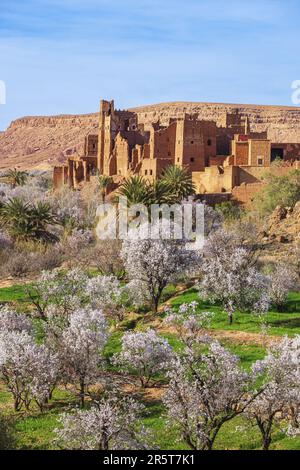 Maroc, Vallée d'Ounila, le Ksar de Tamdaght parmi les amandiers en fleur Banque D'Images